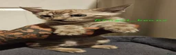 Bengal cats for sale: Snow mink bengals ready now - Advert 19