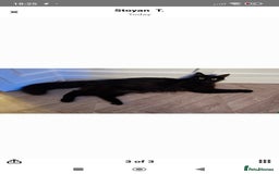Maine Coon cats for sale: Maincoon  - Image 3