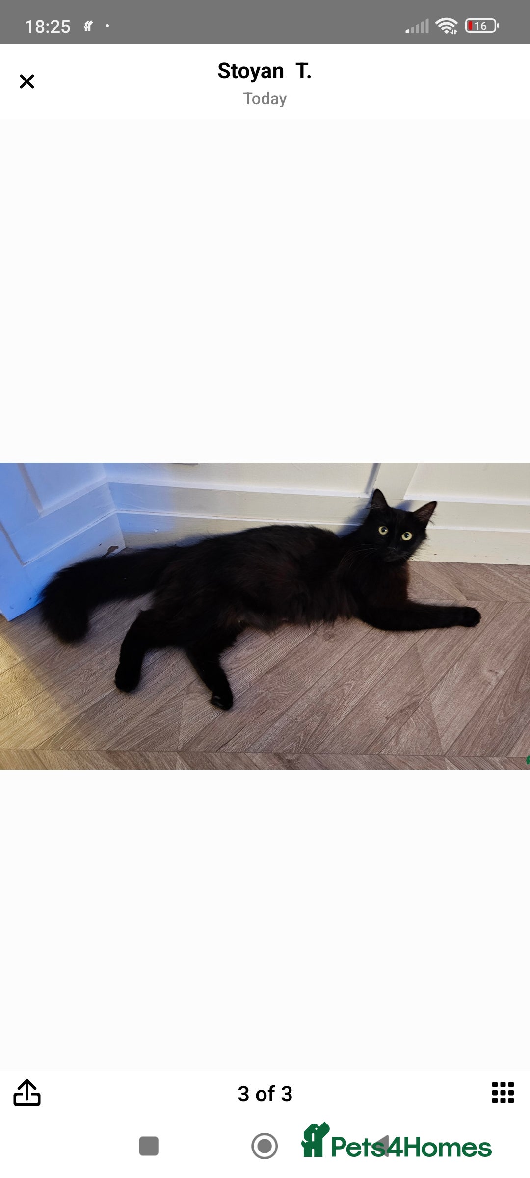 Maine Coon cats for sale: Maincoon  - Image 3