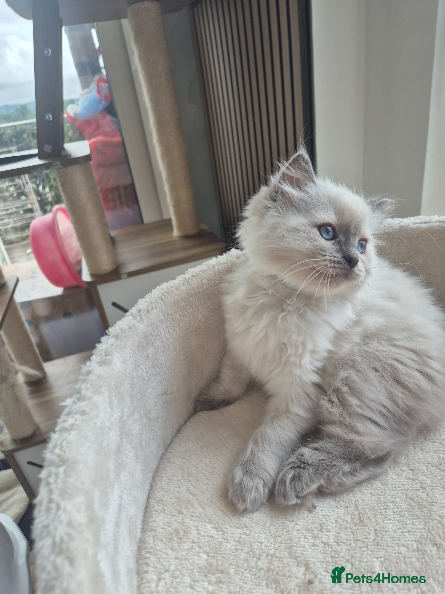 Ragdoll cats Gorgeous ragdolls: gccf and tica registered - Advert 1