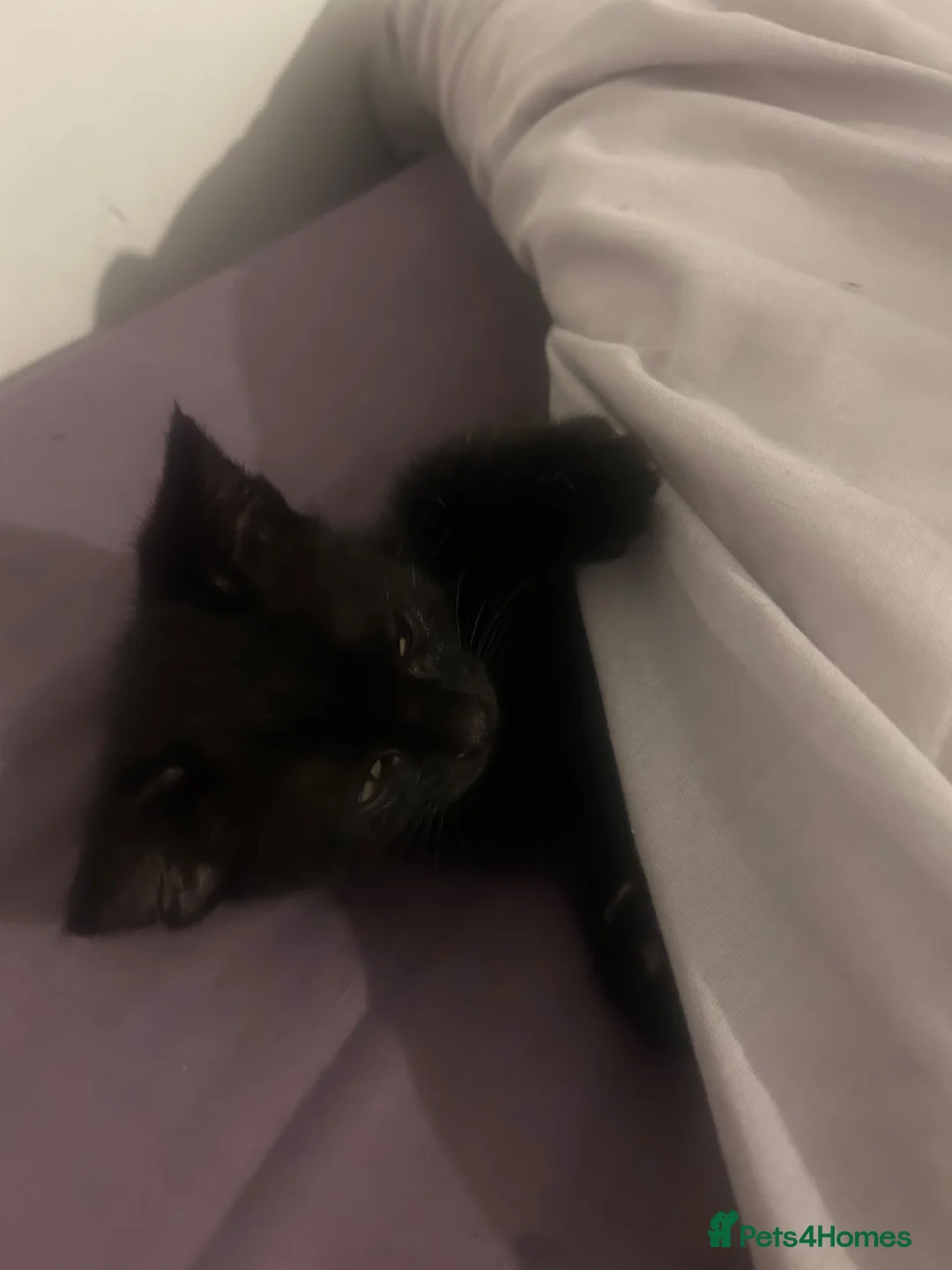 Mixed Breed cats for sale: 13 week old kitten  - Advert 3