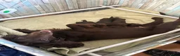 Cocker Spaniel dogs for sale: GORGEOUS WORKING COCKER SPANIEL PUPPIES - Advert 2