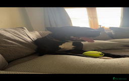 Cane Corso dogs for sale: Tyson - Image 4