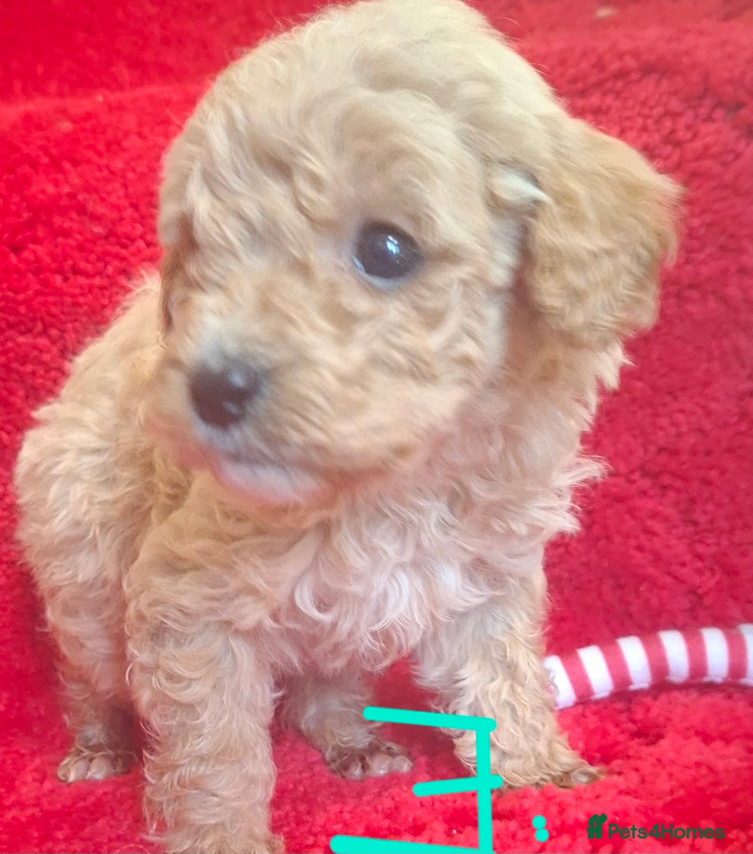 Cavapoo dogs for sale: Cavapoo puppies 🐶  - Advert 9