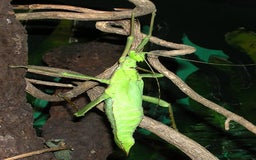 Stick Insects invertebrates for sale: Jungle Nymph Stick Insects - Large Juvenile Pair!! - Image 3