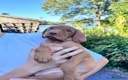 Hungarian Vizsla dogs for sale: 1 girl left of litter of 7 KC reg Vizsla pups  - Image 15