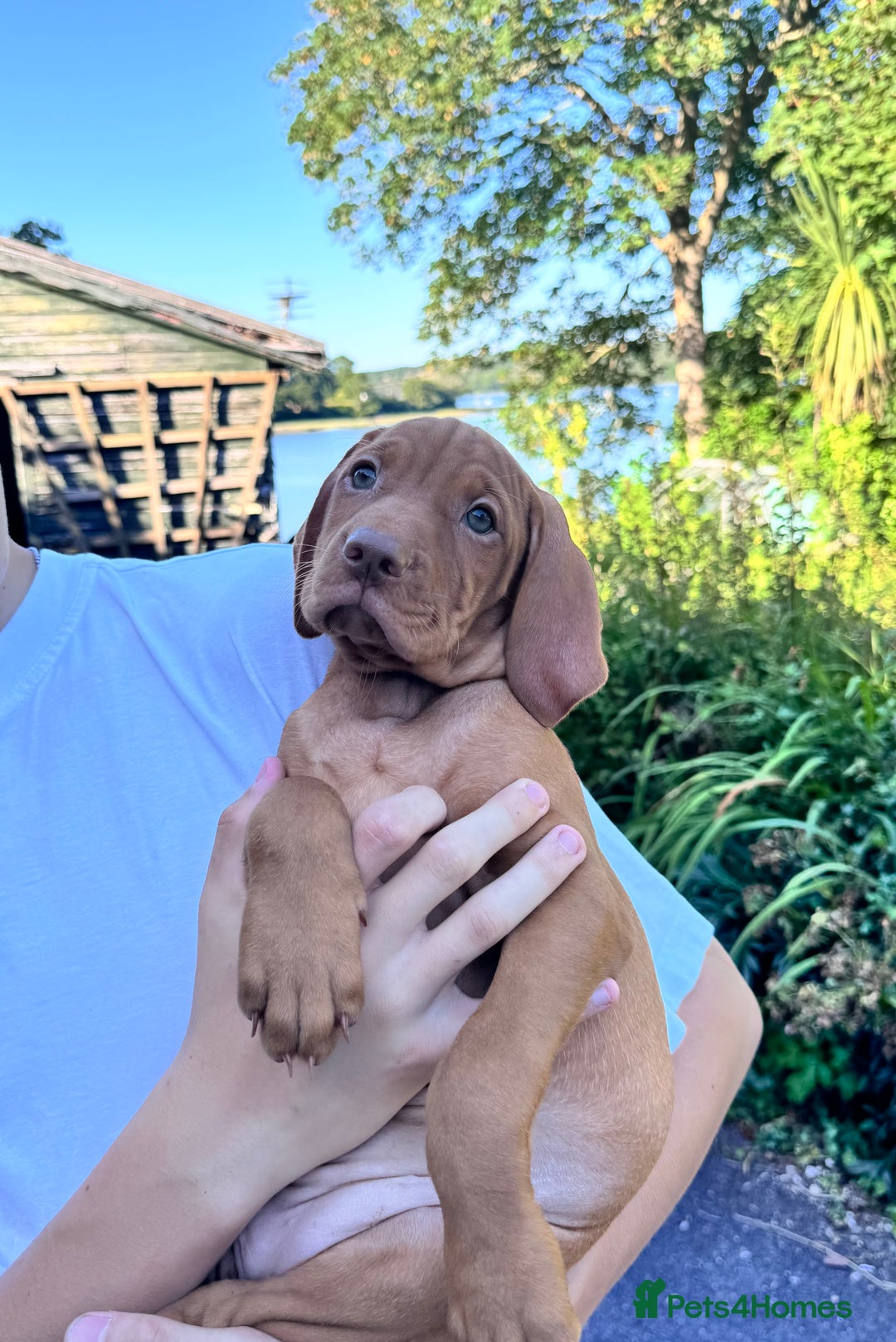 Hungarian Vizsla dogs for sale: 1 girl left of litter of 7 KC reg Vizsla pups  - Image 15