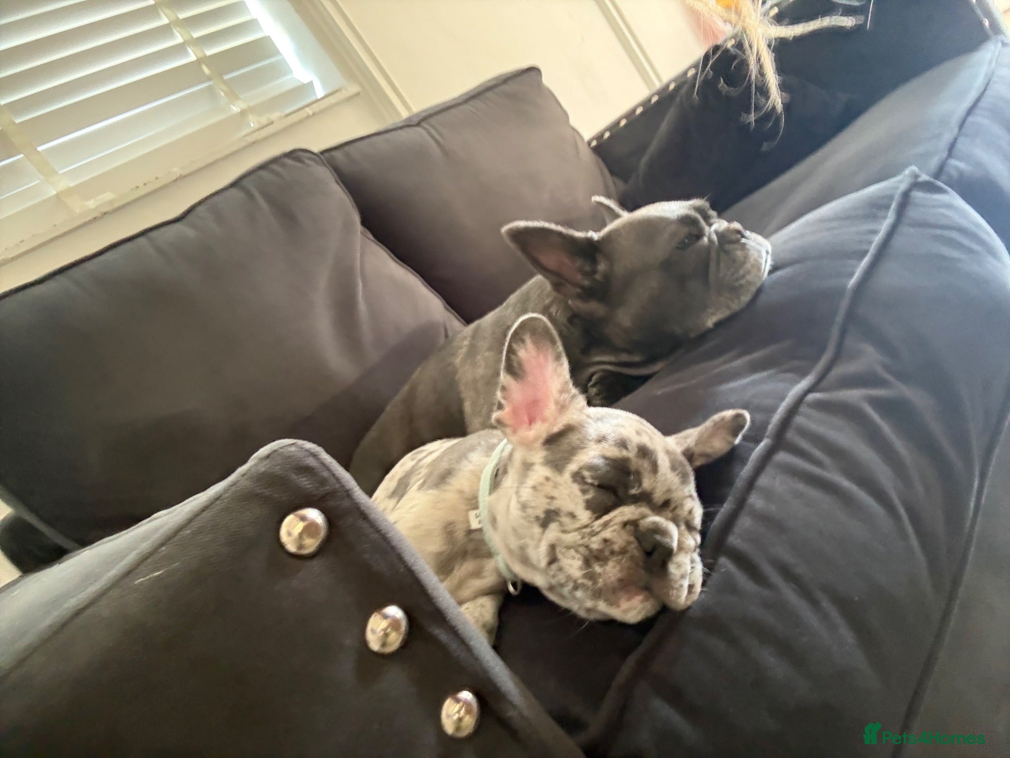 French Bulldog dogs Blue French bulldog  - Advert 20