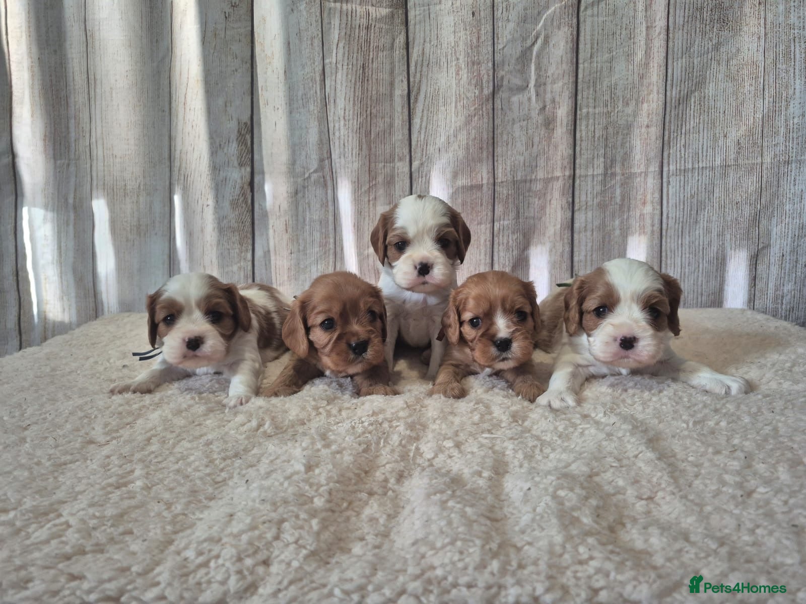 Cavalier King Charles Spaniel dogs 5 beautiful CKCS ❤️ - Advert 14