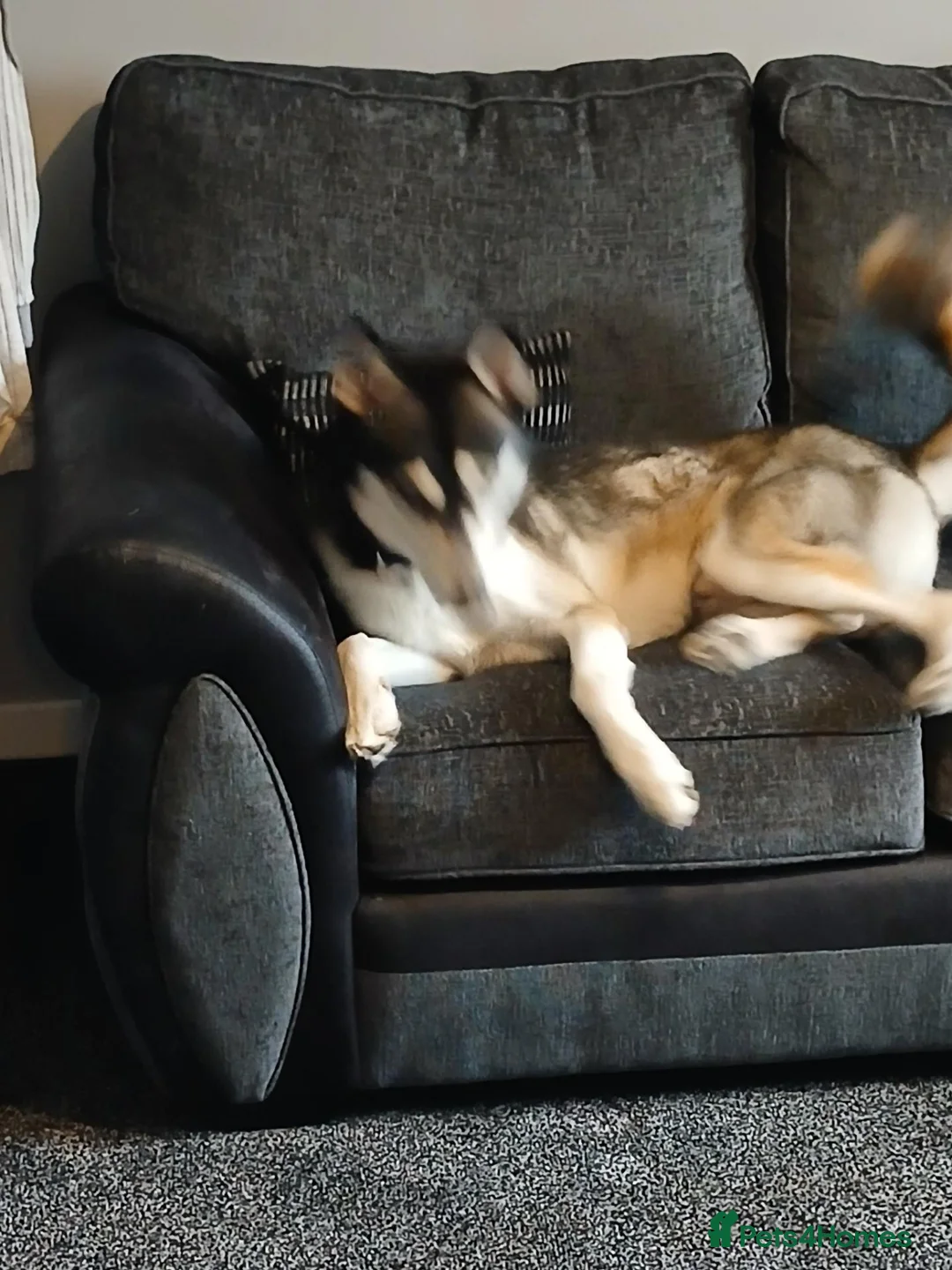 Shepsky dogs for sale: Lovable Husky x German Shephard needs rehomed. in Tranent - Advert 2