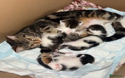 Mixed Breed cats for sale: Beautiful Tabby - Image 7