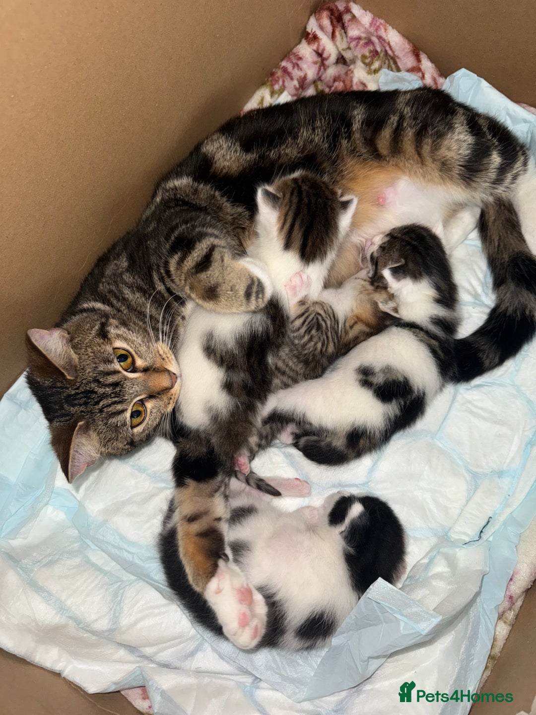 Mixed Breed cats for sale: Beautiful Tabby - Image 7