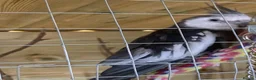 Cockatiels birds for sale: Cockatiels Male and Female - Advert 8