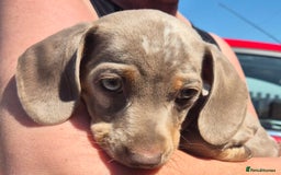 Dachshund dogs for sale: Beautiful kc isabella dapple dachshunds - Image 18