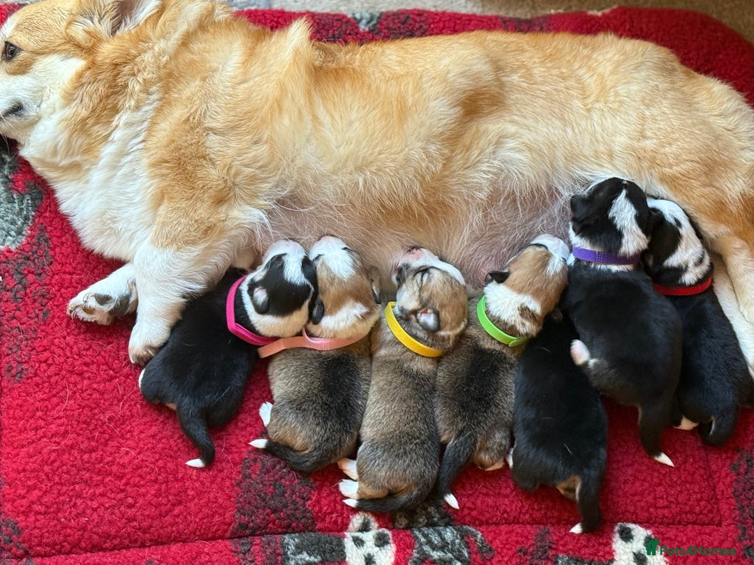 Welsh Corgi Pembroke dogs for sale: Quality Corgi puppies available to loving homes - Image 20
