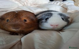Guinea Pig rodents for sale: Bonded male Guinea pigs looking for a home - Image 2