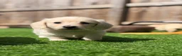 Miniature Dachshund dogs for sale: KC Reg Long haired intense cream mini dachshund  - Advert 13