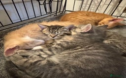 American Shorthair cats for sale: 4 stunning bsh x American short kittens avail - Image 4