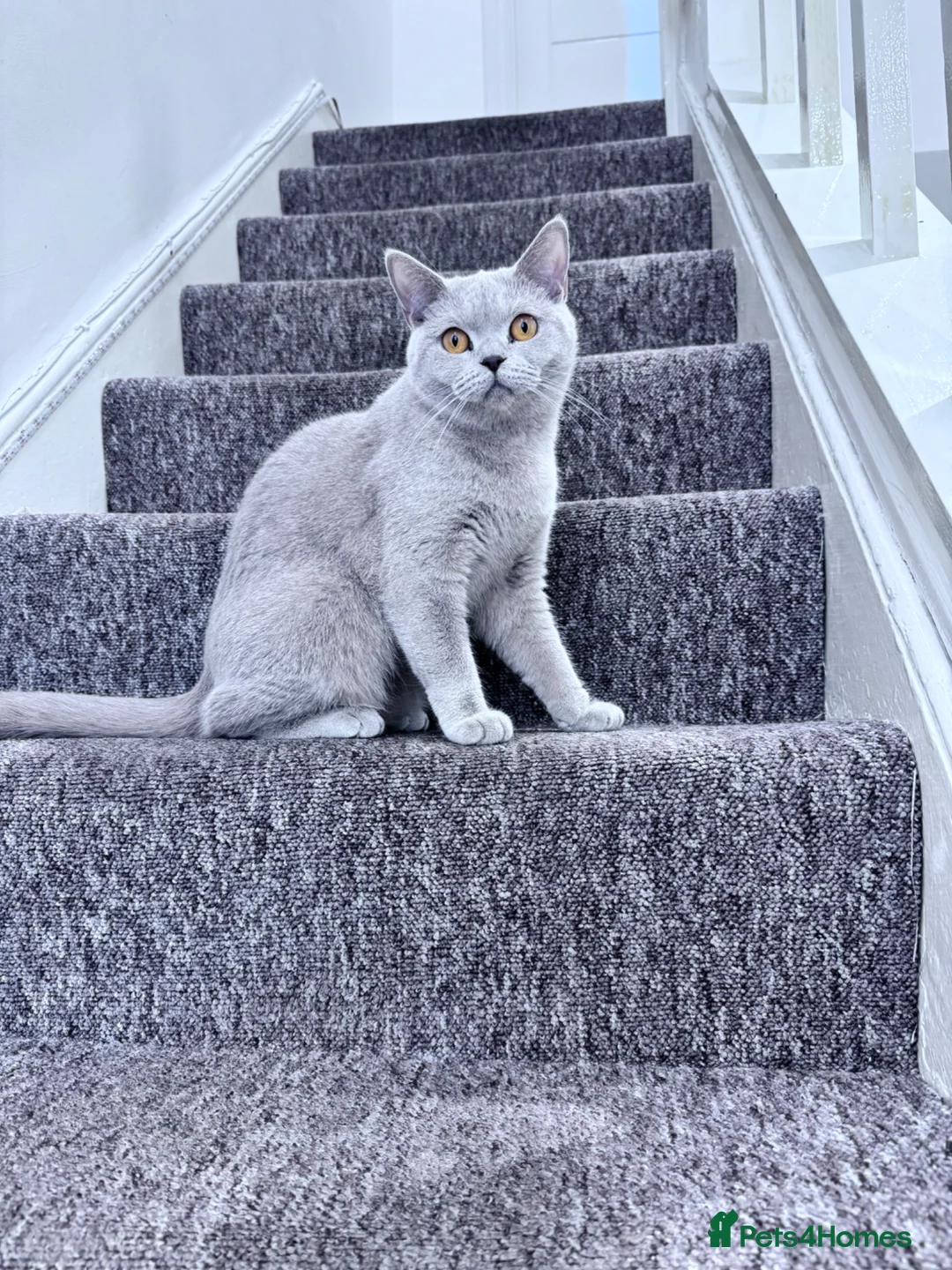 British Shorthair cats for sale: Beautiful British Shorthair Jessy New Loving Home - Advert 1