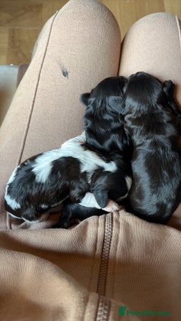 Cavapoo dogs - Advert 1