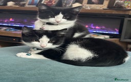 Mixed Breed cats for sale: Beautiful tuxedo kittens  - Image 15