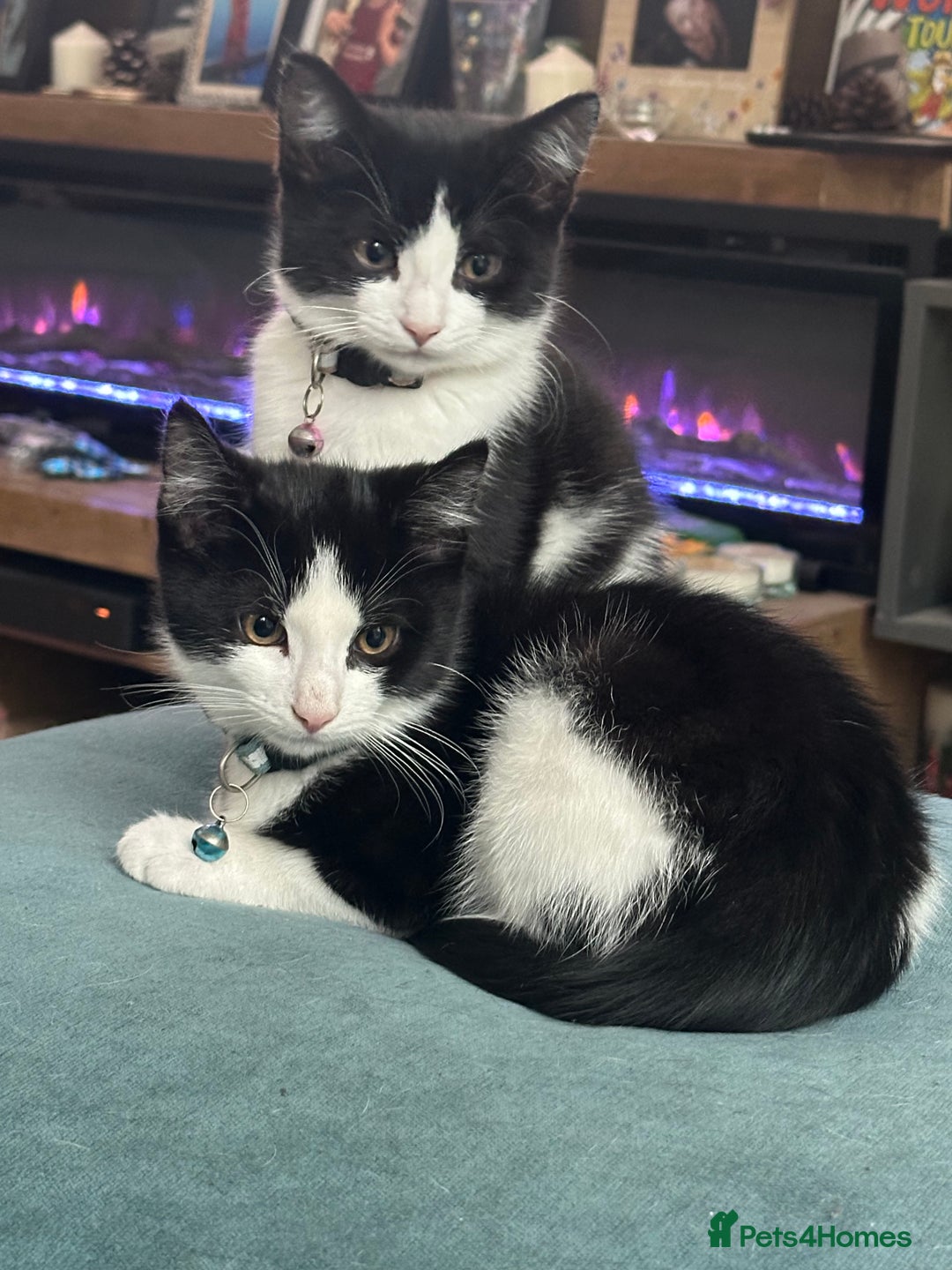 Mixed Breed cats for sale: Beautiful tuxedo kittens  - Image 15