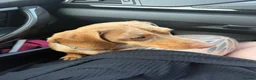 Miniature Dachshund dogs for sale: Male miniature dachshund  - Advert 12