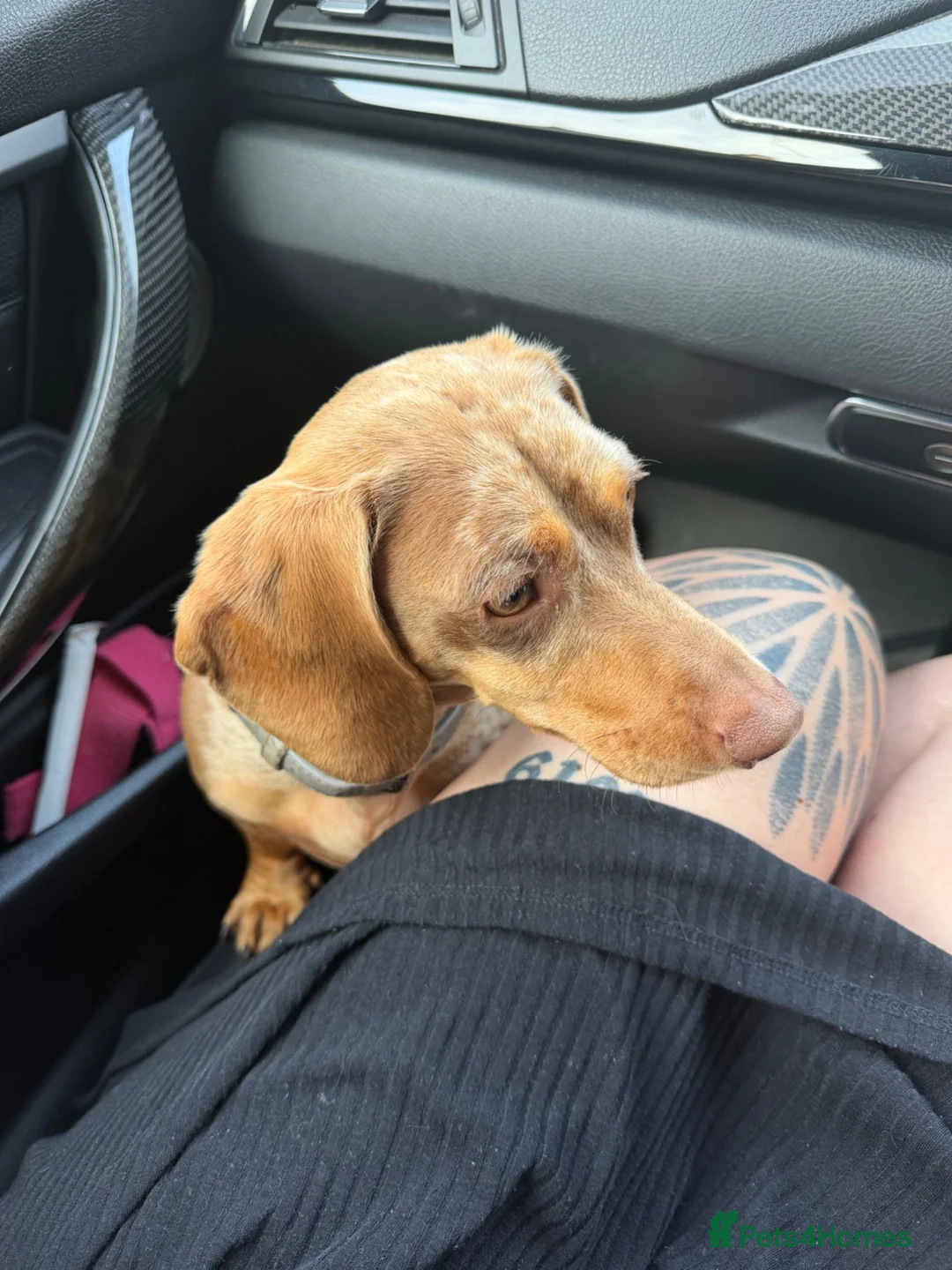 Miniature Dachshund dogs for sale: Male miniature dachshund  - Advert 12