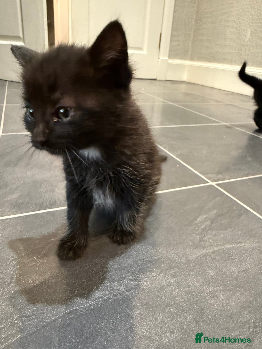 Mixed Breed cats for sale: Fluffy kitten looking for there home - Image 5