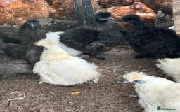Chickens poultry for sale: Silkie hens available - Image 3