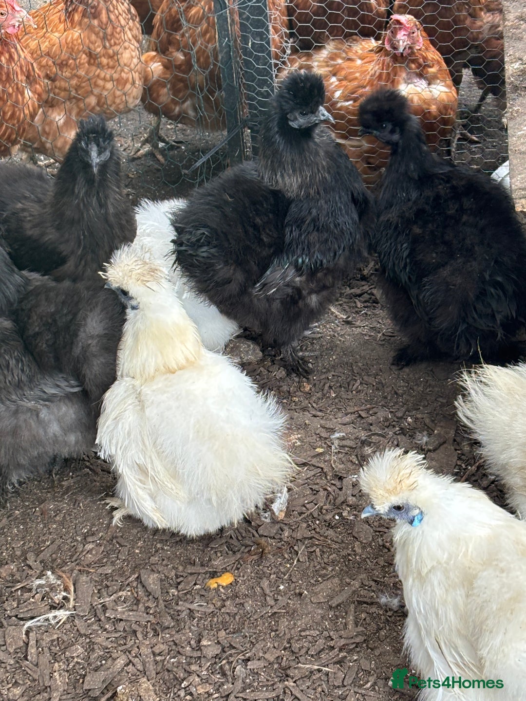 Chickens poultry for sale: Silkie hens available - Image 3