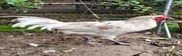 Chickens poultry for sale: White La Fleche Cockerel  - Advert 2