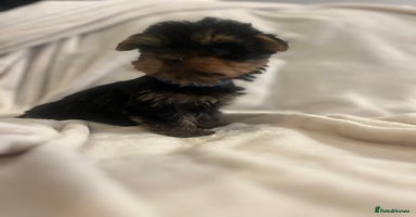 Yorkshire Terrier dogs - Advert 2