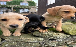 Labrador Retriever dogs for sale: Stunning Labrador Puppies  - Image 4