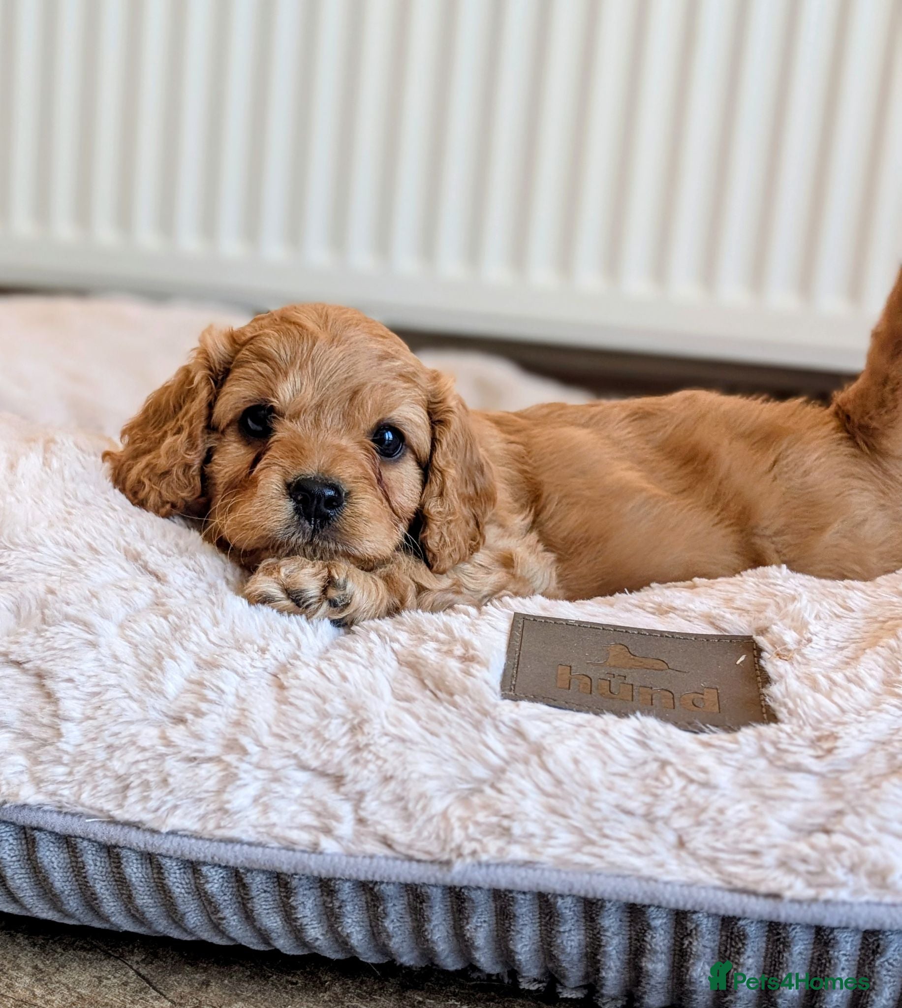 Cavapoo dogs 🌟 F1 Cavapoo Puppies –  Health Tested Parents - Advert 2