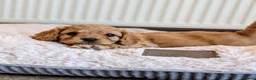 Cavapoo dogs for sale: 🌟 F1 Cavapoo Puppies –  Health Tested Parents - Advert 10