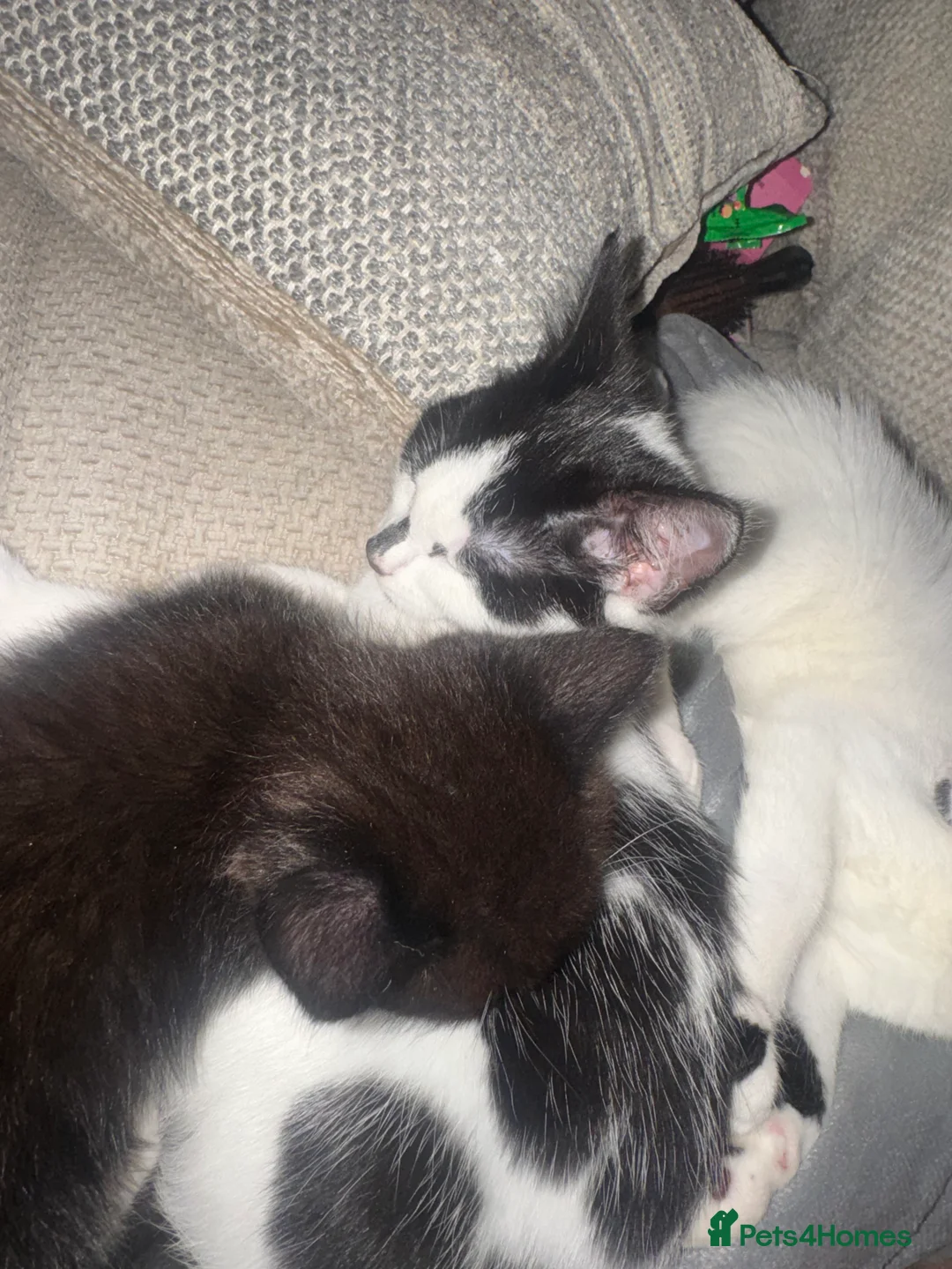 Mixed Breed cats for sale: Mixed Breed Kittens - Advert 2