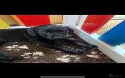 Labrador Retriever dogs for sale: 4 adorable black Labrador puppies - Image 4