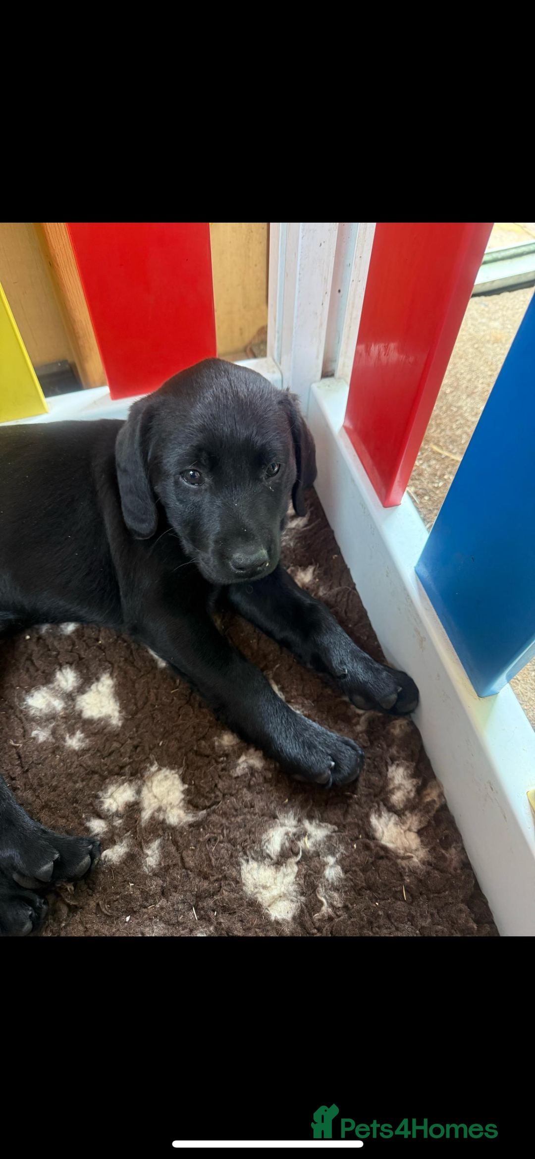 Labrador Retriever dogs for sale: 4 adorable black Labrador puppies - Image 4