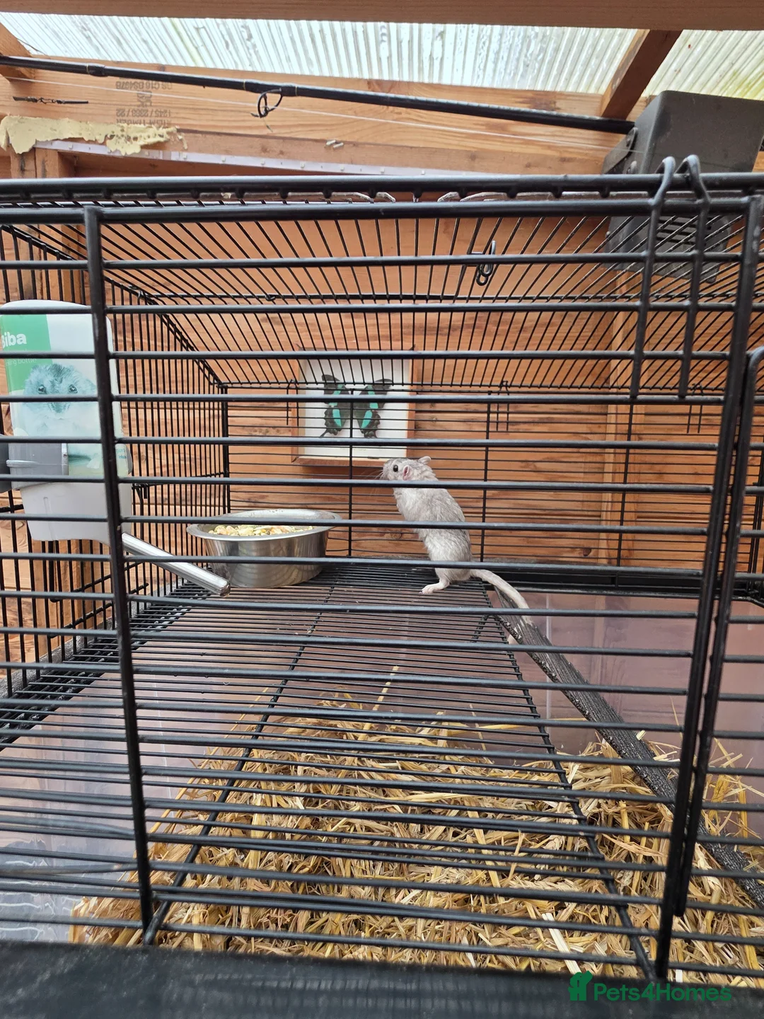Gerbil rodents for sale: Male Gerbil and Cage - Advert 1