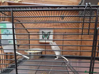 Gerbil rodents Male Gerbil and Cage - Advert 1