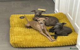 Italian Greyhound dogs for sale: Spoiled and educated Italian greyhounds need home  - Image 2