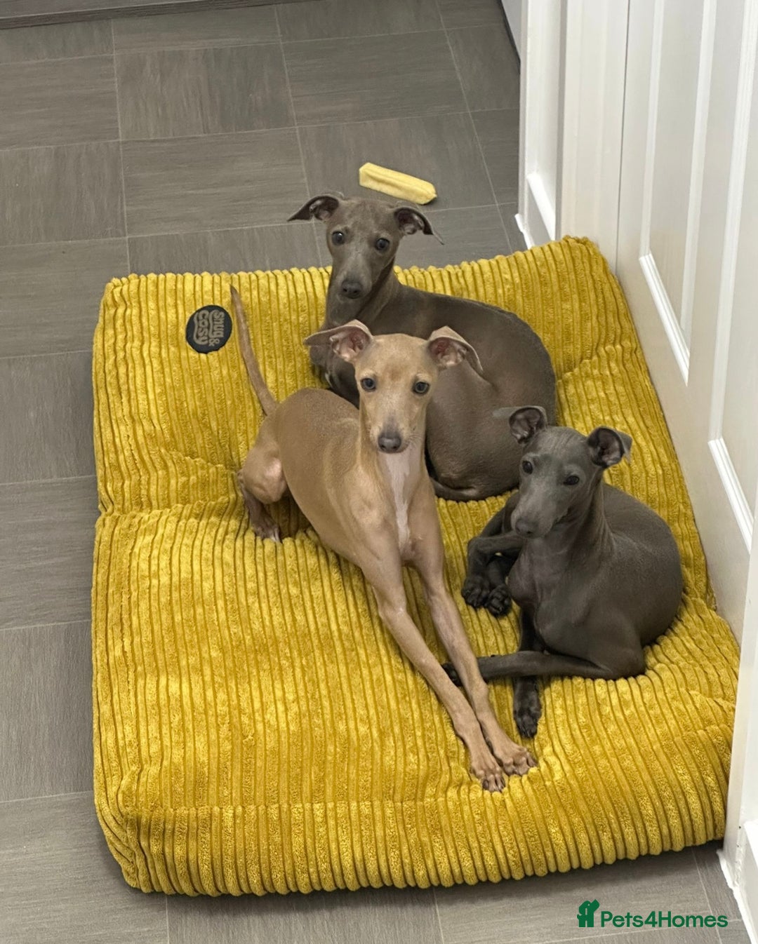 Italian Greyhound dogs for sale: Spoiled and educated Italian greyhounds need home  - Image 2
