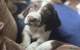 English Springer Spaniel dogs for sale: English Springer Spaniel puppies for sale  - Image 29