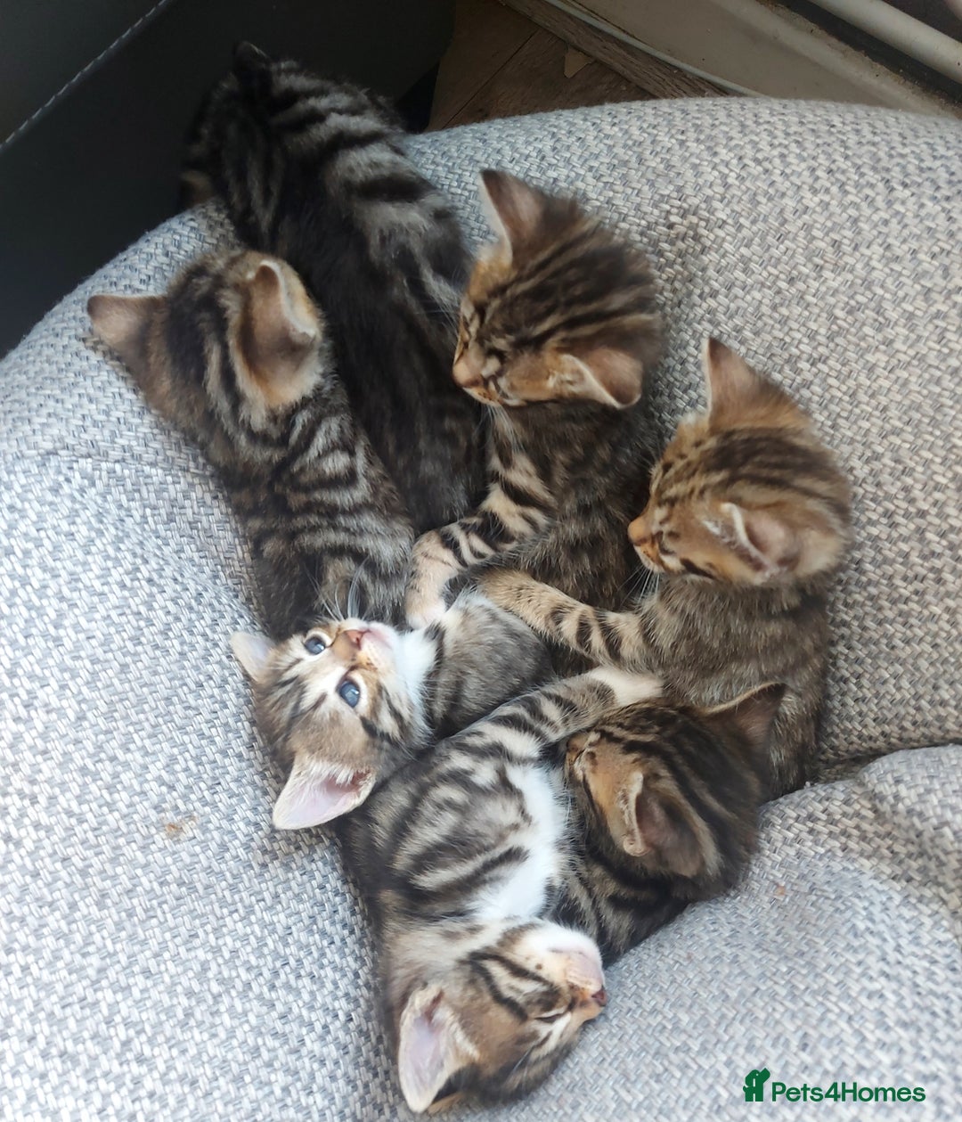 Mixed Breed cats for sale: bengal crosses for reservation - Image 4