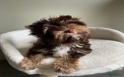 Yorkshire Terrier dogs for sale: Colorful Yorkshire Terrier puppies for sale - Advert 7