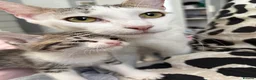 Domestic Shorthair cats for sale: 7 Bundles of fur 🤍🐾 - Advert 11