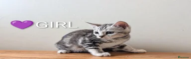 Bengal 4