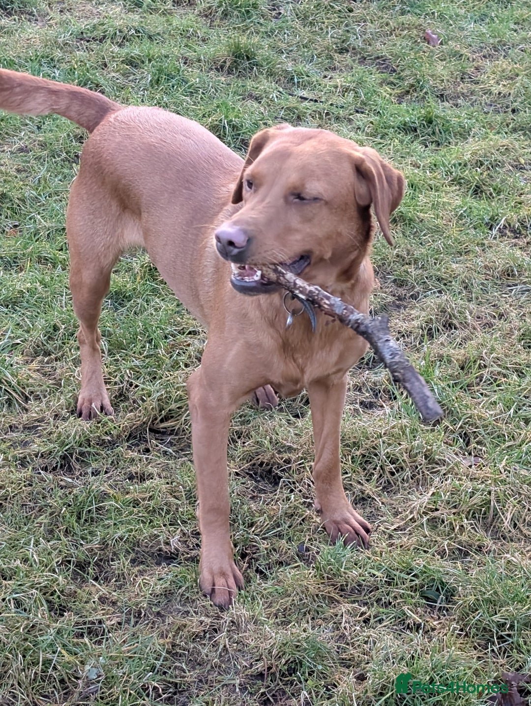 Labrador Retriever dogs for sale: 5*Licenced home breeder fox red lab working lines  - Image 4