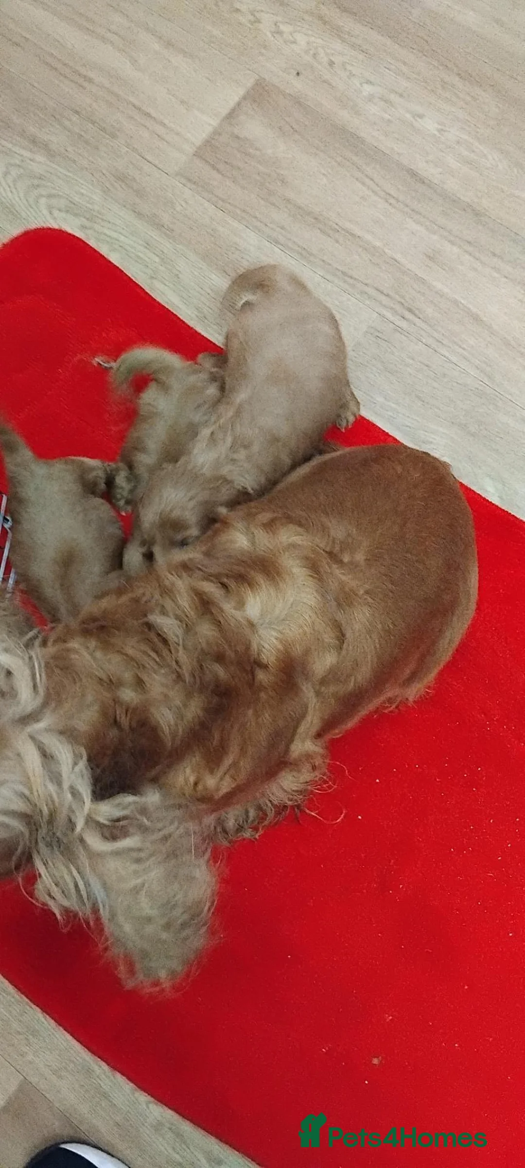 Cockapoo dogs for sale: F1 Cockapoo pups for sale - Advert 13